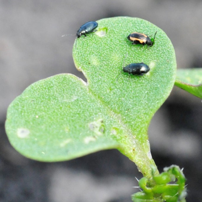 Scouting for and Treating Canola Flea Beetle NDSU Agriculture